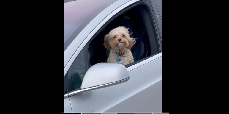 Нов хит в социалните мрежи: кучета шофират сами Tesla